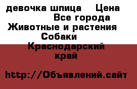 девочка шпица  › Цена ­ 40 000 - Все города Животные и растения » Собаки   . Краснодарский край